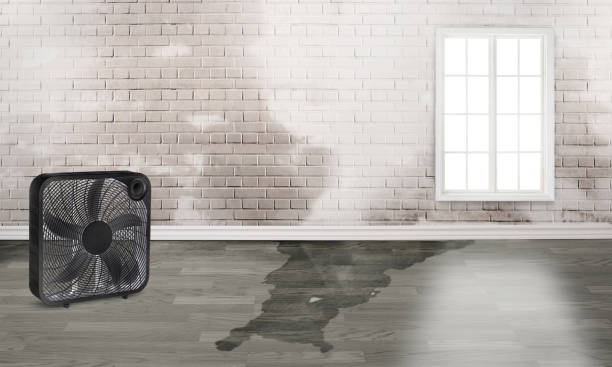 Best Basement water damage restoration  in West Haven, UT